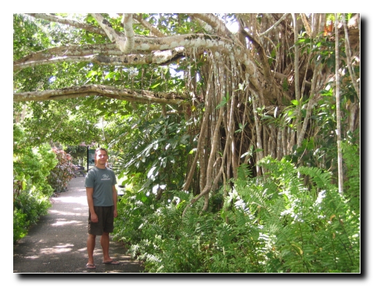 08 Figtree